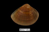 藏品(普通文蛤)的圖片